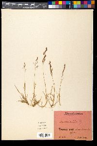 Agrostis mertensii image