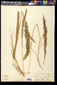 Agrostis stolonifera var. stolonifera image