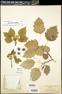 Crataegus coccinea image