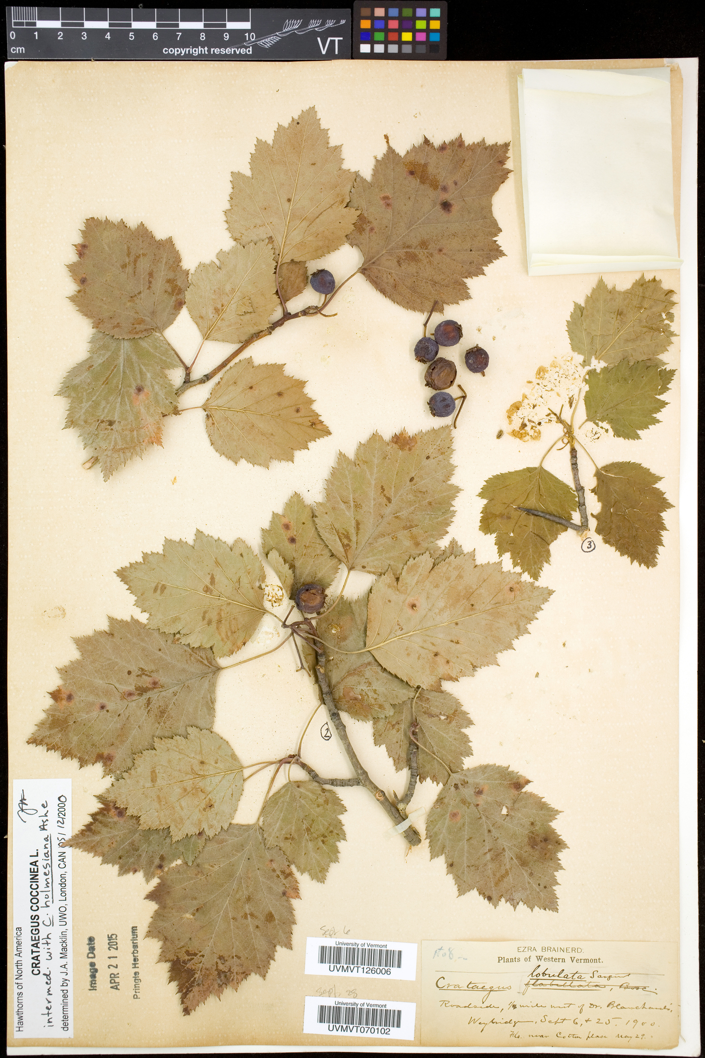 Crataegus coccinea image