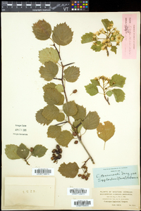 Crataegus scabrida image