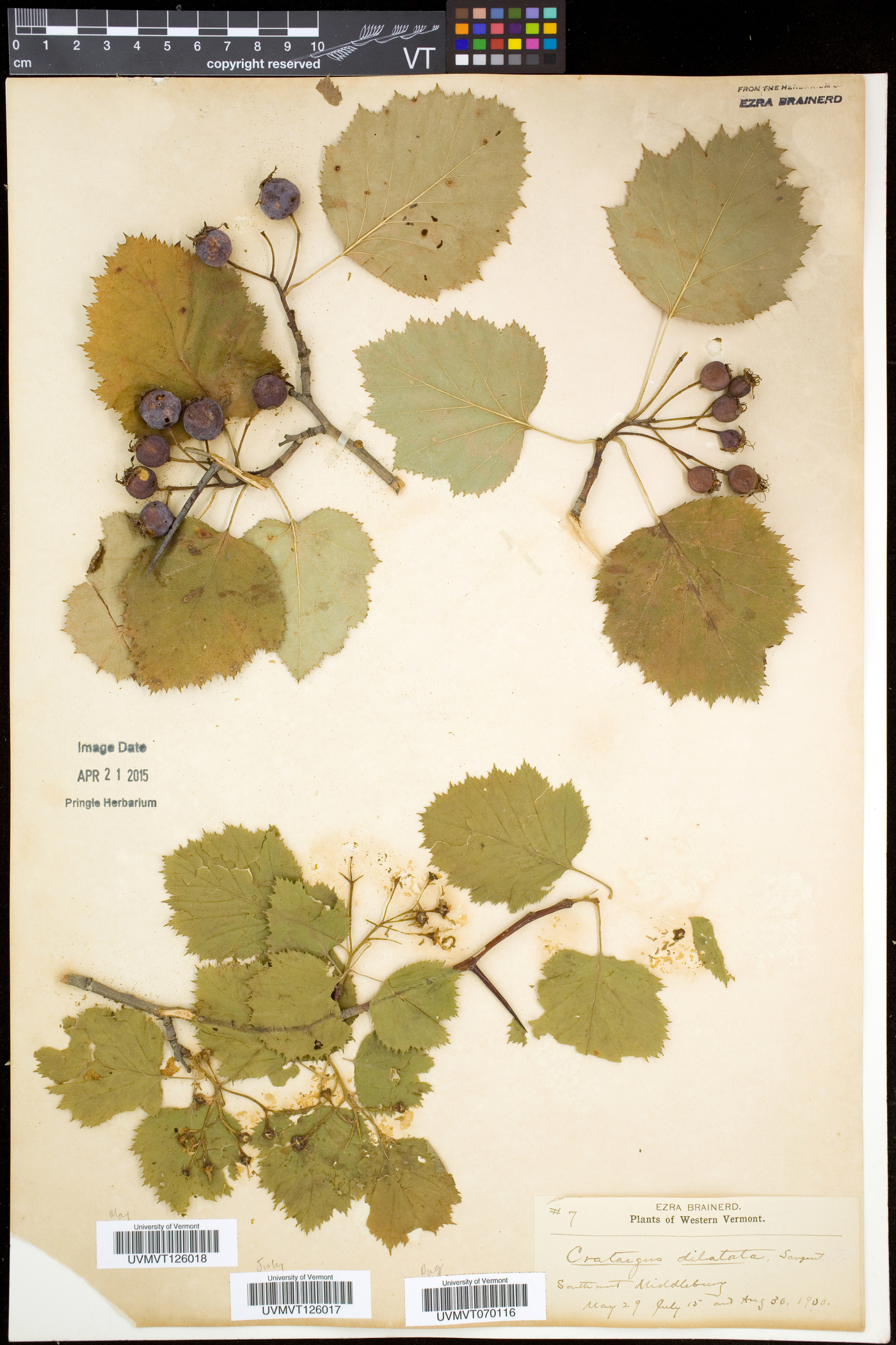 Crataegus coccinioides image