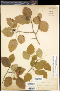 Crataegus holmesiana image