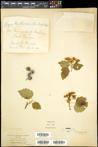 Crataegus holmesiana image