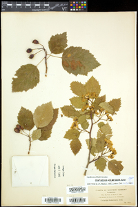 Crataegus holmesiana image