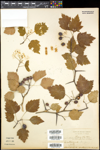 Crataegus jesupii image