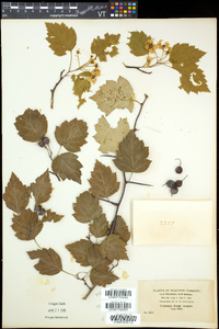 Crataegus jesupii image