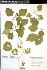 Crataegus keepii image