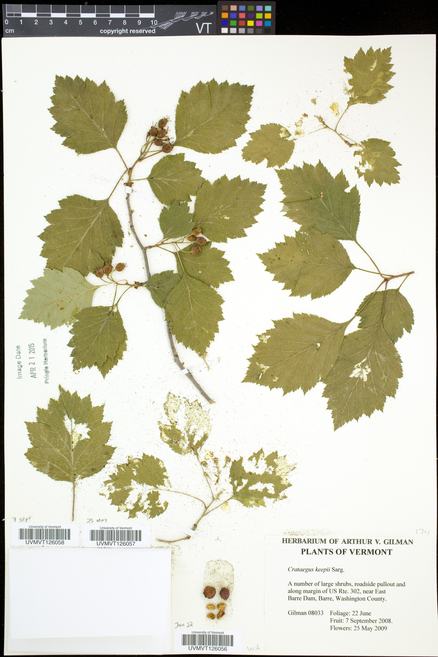 Crataegus keepii image
