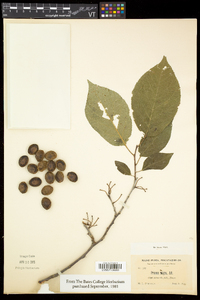 Prunus nigra image