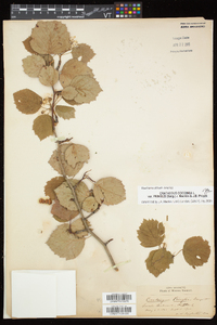 Crataegus pringlei image