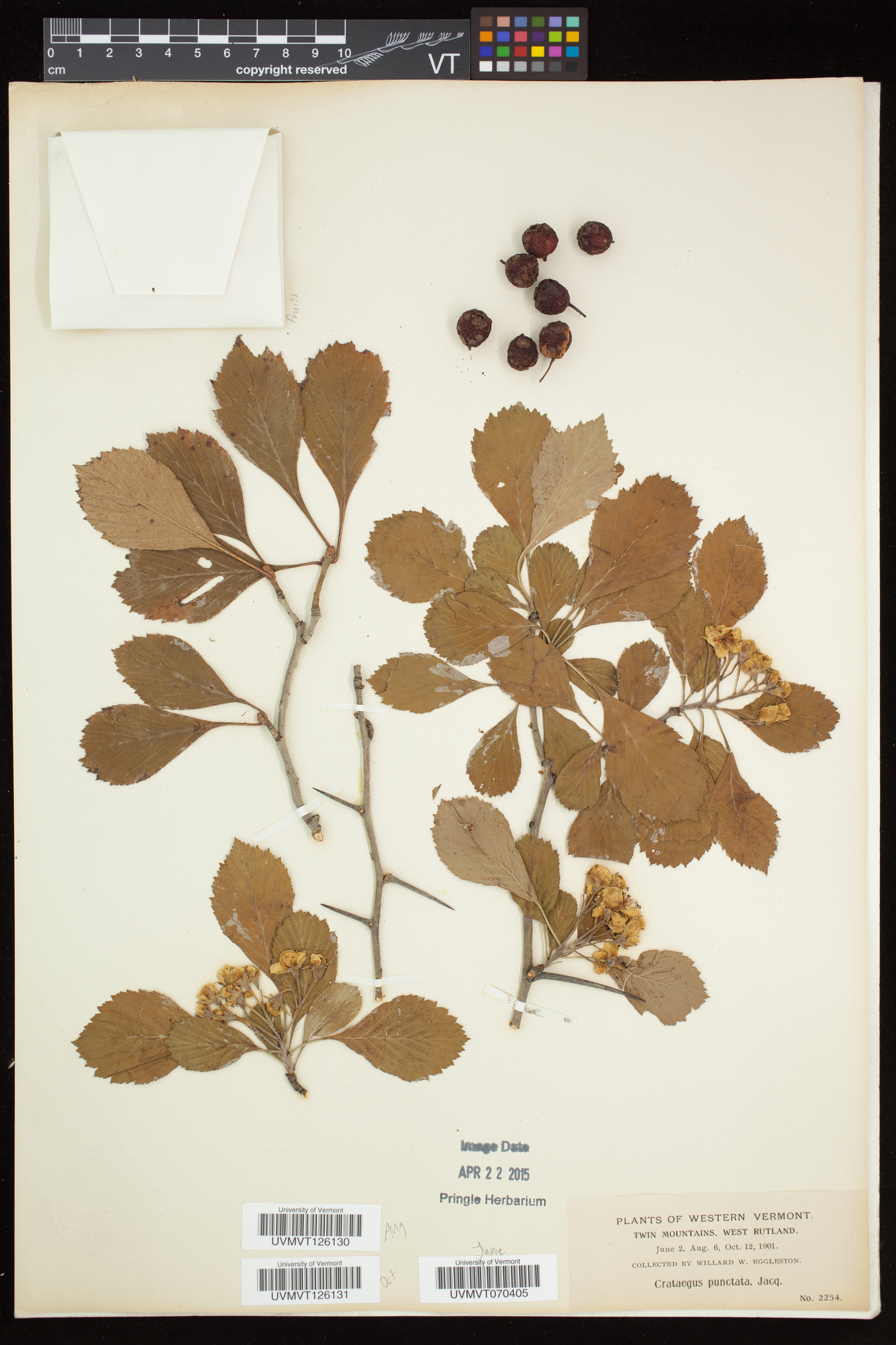 Crataegus punctata var. punctata image