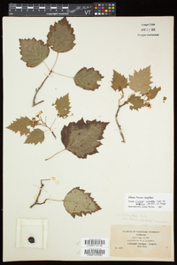 Crataegus schuettei image