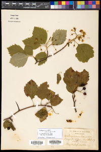 Crataegus succulenta image