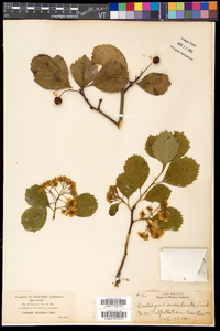 Crataegus succulenta image