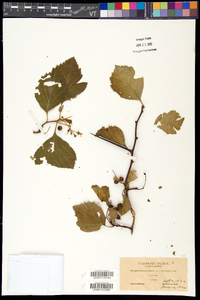 Crataegus succulenta image