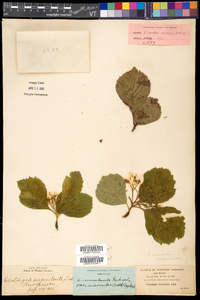 Crataegus succulenta image