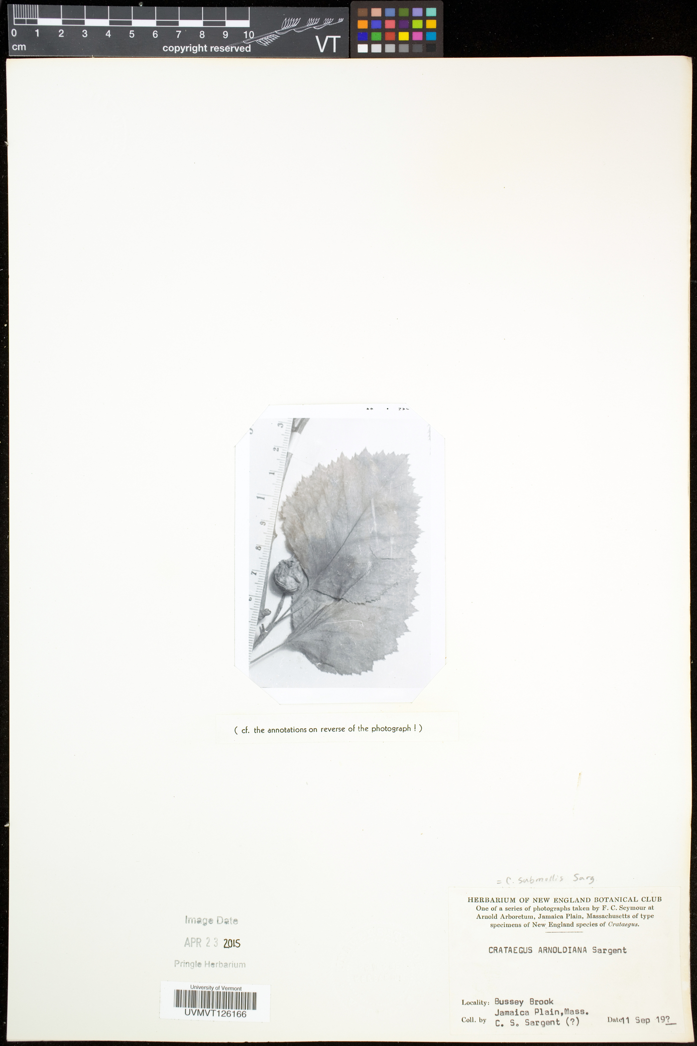 Crataegus submollis image