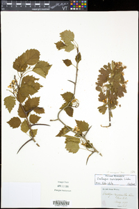 Crataegus monogyna image