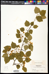 Crataegus pruinosa image