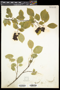 Prunus virginiana var. virginiana image