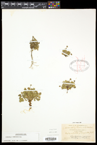 Potentilla robbinsiana image