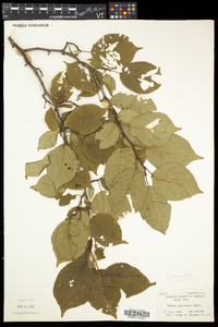 Prunus nigra image