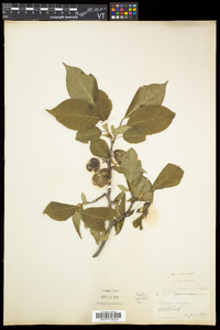 Prunus nigra image