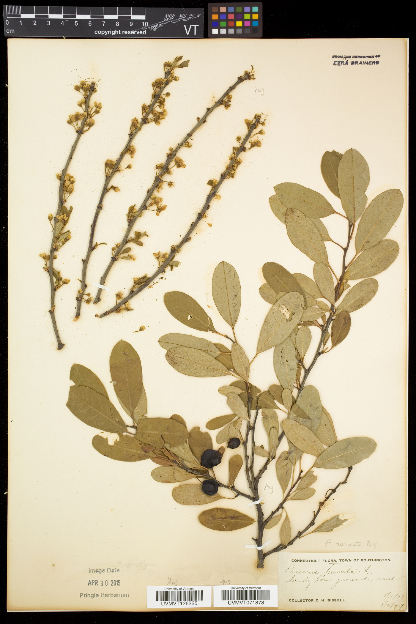 Prunus susquehanae image