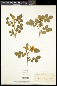 Rosa virginiana image