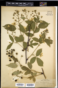 Rubus canadensis image