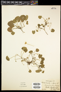 Rubus repens image