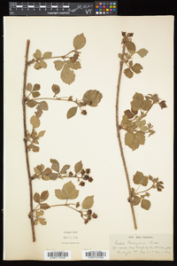 Rubus flagellaris image