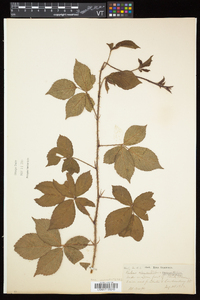 Rubus elegantulus image