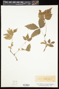 Rubus pubescens image