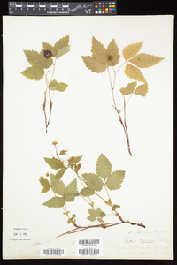 Rubus pubescens image