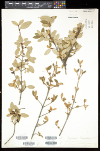 Shepherdia canadensis image