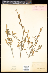 Shepherdia canadensis image