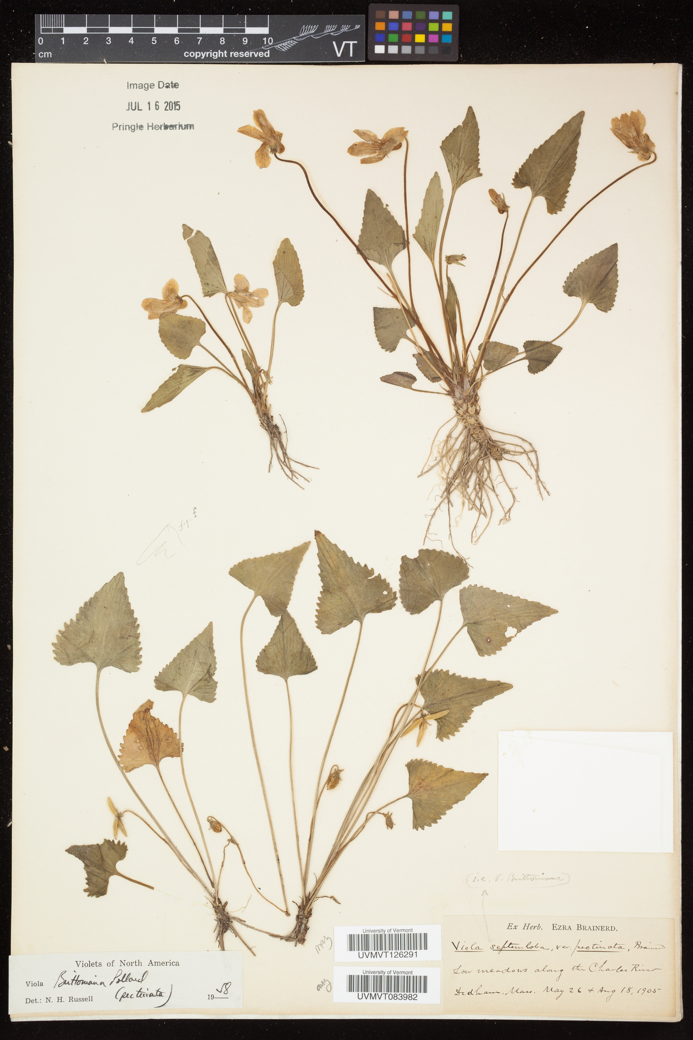 Viola pectinata image