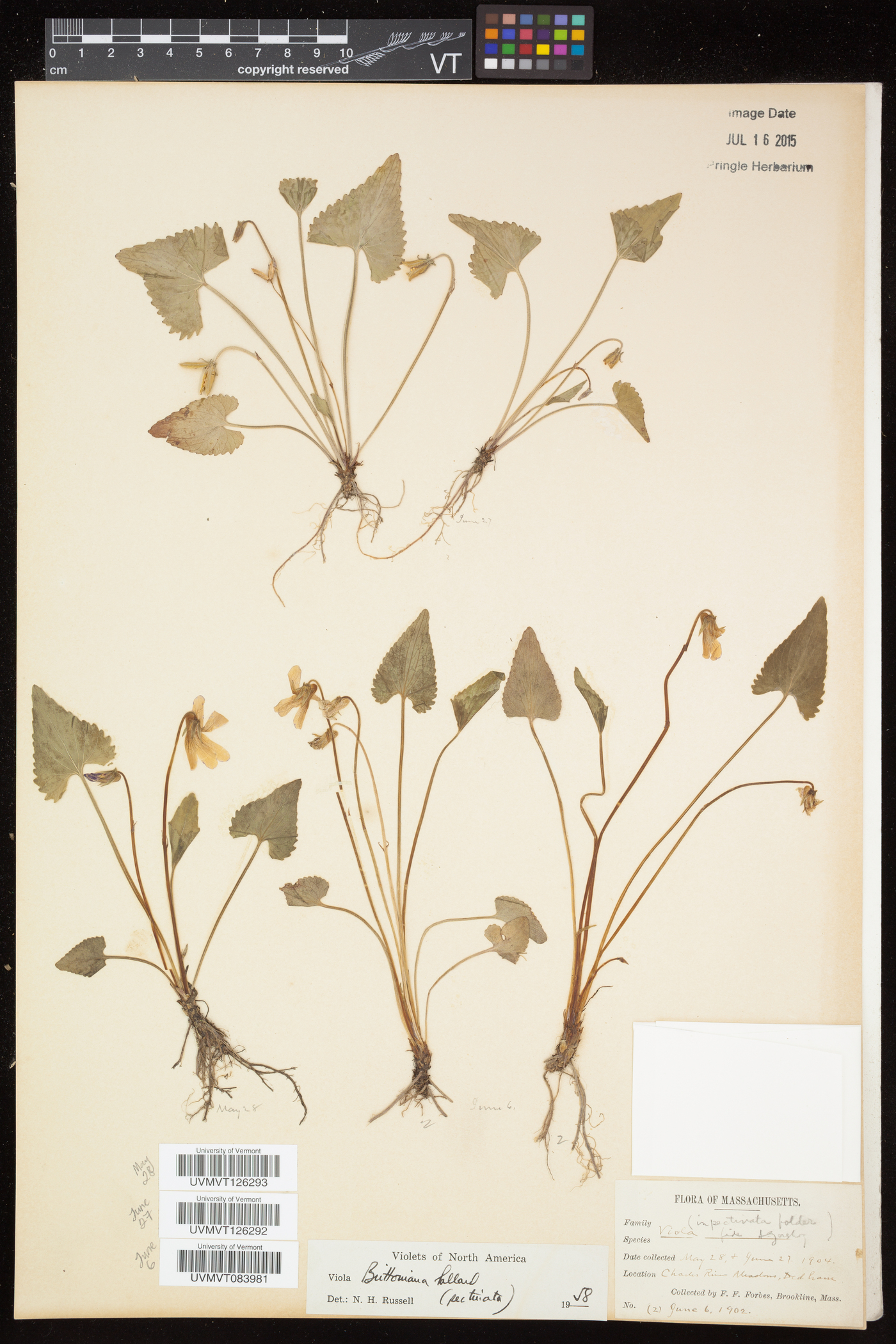 Viola pectinata image