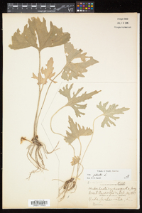 Viola palmata image