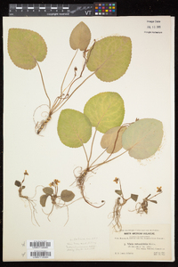 Viola rotundifolia image