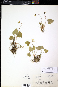 Viola minuscula image