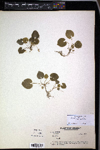 Viola selkirkii image