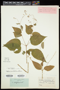 Circaea canadensis image