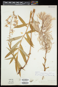 Chamaenerion angustifolium subsp. circumvagum image