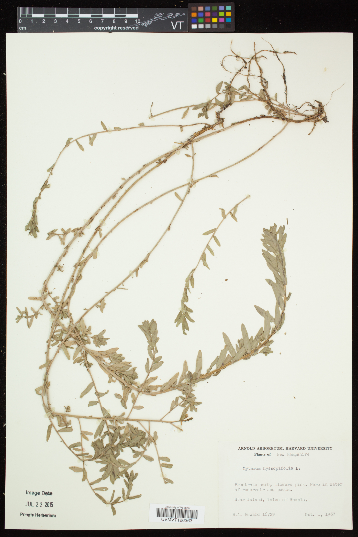 Lythrum hyssopifolium image