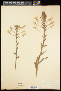 Oenothera parviflora image