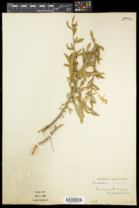 Oenothera parviflora image