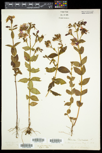 Rhexia virginica image